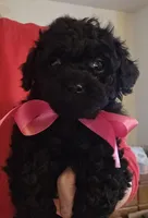 Cocoa, a female Shihpoo for sale in Lancaster, MO – Photo 1 of 6