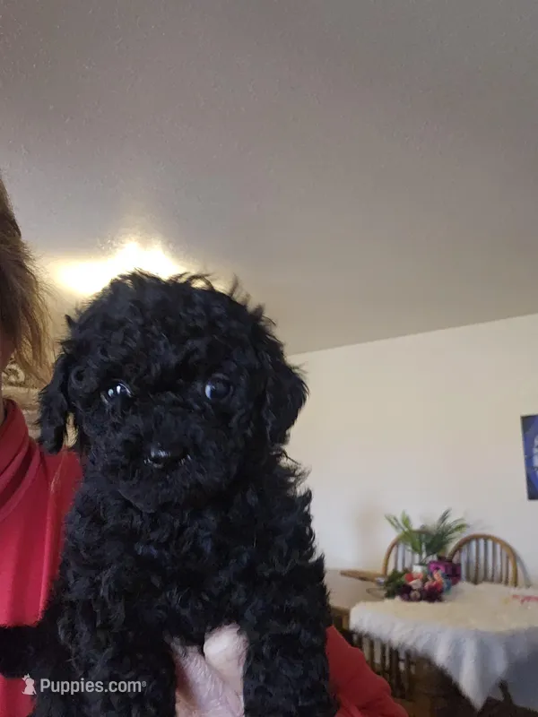 Ollie – Shihpoo puppy for sale in Lancaster, MO