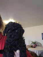 Ollie, a male Shihpoo for sale in Lancaster, MO – Photo 1 of 5