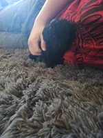 Ollie, a male Shihpoo for sale in Lancaster, MO – Photo 4 of 5