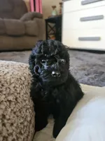 Ollie, a male Shihpoo for sale in Lancaster, MO – Photo 5 of 5