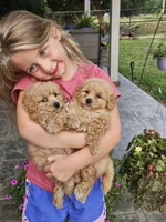 Bandy, a male Maltipoo for sale in Lancaster, MO – 3 of 6