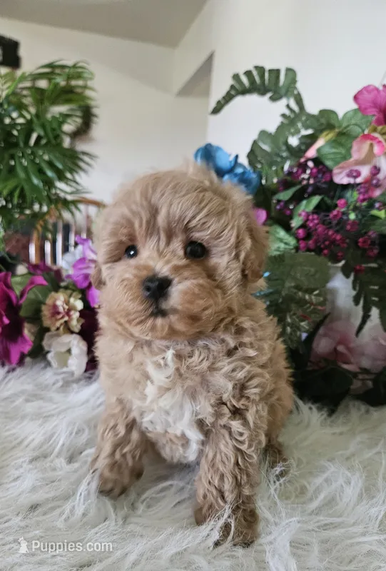 Fluffy – Maltipoo puppy for sale in Lancaster, MO