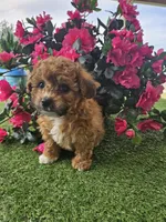 Easton, a male Maltipoo for sale in Lancaster, MO – Photo 4 of 4