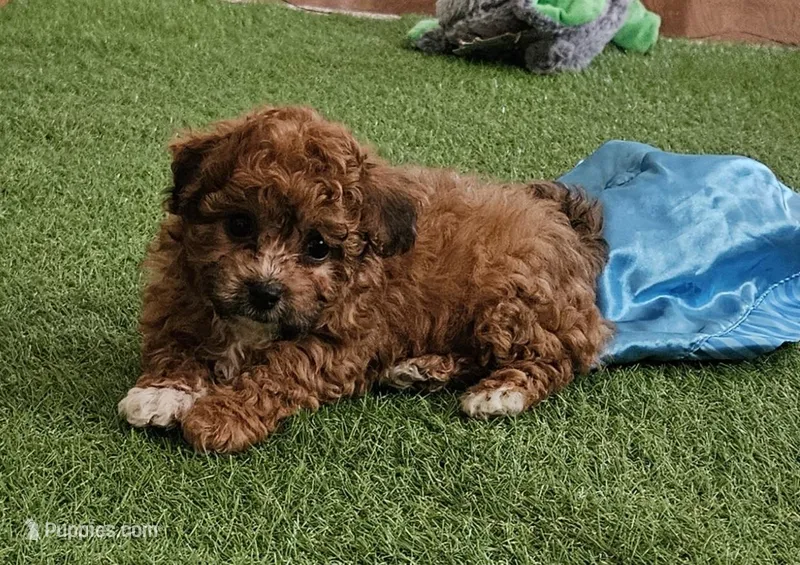 Easton – Maltipoo puppy for sale in Lancaster, MO