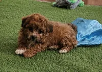 Easton, a male Maltipoo for sale in Lancaster, MO – Photo 1 of 4