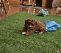 Easton, a male Maltipoo for sale in Lancaster, MO – Photo 2 of 4