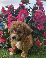 Easton, a male Maltipoo for sale in Lancaster, MO – Photo 3 of 4