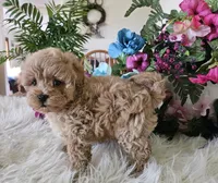 Fluffy, a male Maltipoo for sale in Lancaster, MO – 2 of 5