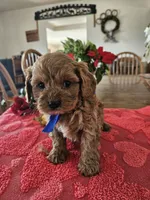 Cavapoo, a male Cavapoo for sale in Lancaster, MO – Photo 3 of 4