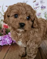 Cavapoo, a male Cavapoo for sale in Lancaster, MO – Photo 4 of 4