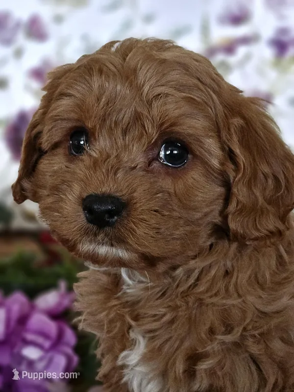 Cavapoo