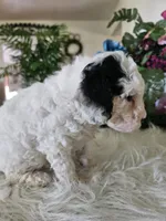 Oreo, a male Cavapoo for sale in Lancaster, MO – 7 of 10