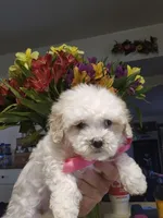 Kara, a female Shihpoo for sale in Lancaster, MO – Photo 7 of 9