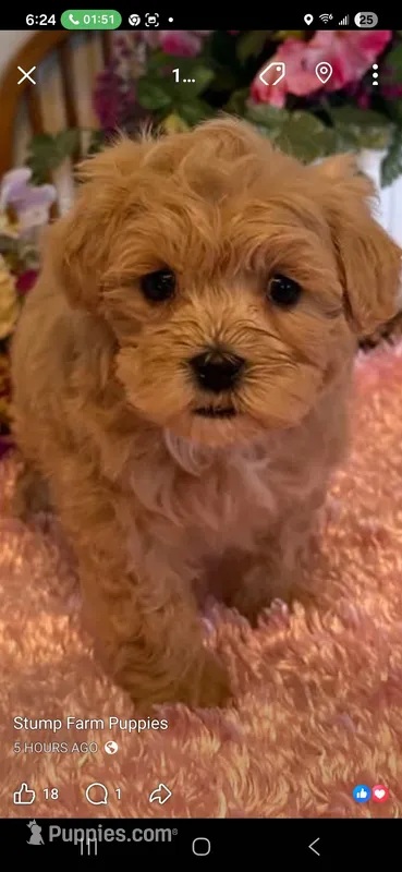 Kara – Shihpoo puppy for sale in Lancaster, MO