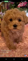 Kara, a female Shihpoo for sale in Lancaster, MO – Photo 1 of 9