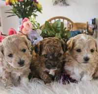 Kara, a female Shihpoo for sale in Lancaster, MO – Photo 3 of 5