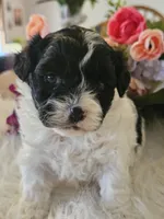 Kara, a female Shihpoo for sale in Lancaster, MO – Photo 4 of 5