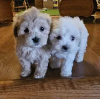 Kara, a female Shihpoo for sale in Lancaster, MO – Photo 8 of 9