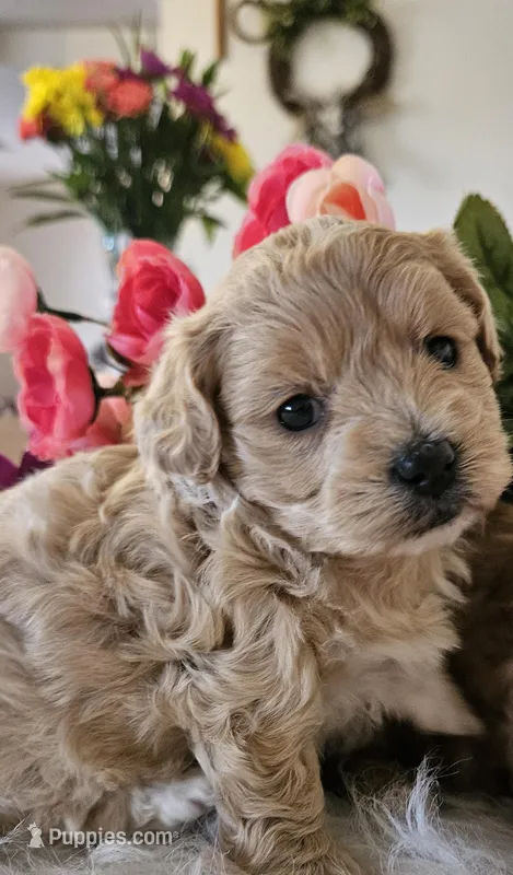 Kara – Shihpoo puppy for sale in Lancaster, MO