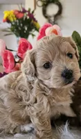 Kara, a female Shihpoo for sale in Lancaster, MO – Photo 1 of 5