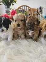 Kara, a female Shihpoo for sale in Lancaster, MO – Photo 5 of 5