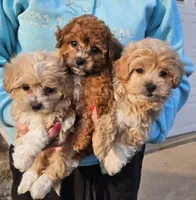 Kara, a female Shihpoo for sale in Lancaster, MO – Photo 9 of 9