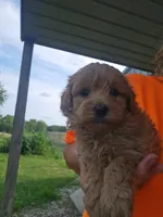 Bandy, a male Maltipoo for sale in Lancaster, MO – 4 of 6