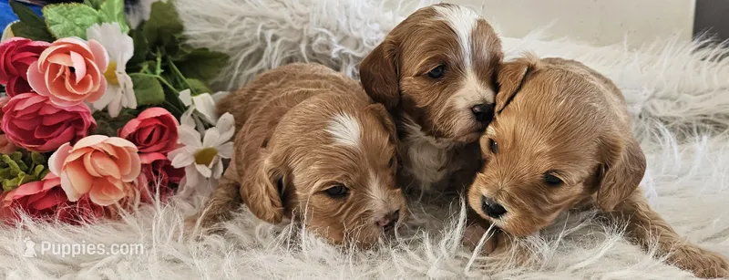 Cavapoo babes, a male Cavapoo for sale in Lancaster, MO – Photo 1 of 1
