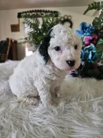Oreo, a male Cavapoo for sale in Lancaster, MO – 5 of 10
