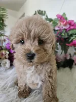 Fluffy, a male Maltipoo for sale in Lancaster, MO – 5 of 5