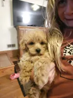 Bandy, a male Maltipoo for sale in Lancaster, MO – 5 of 6