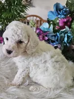 Oreo, a male Cavapoo for sale in Lancaster, MO – 2 of 10