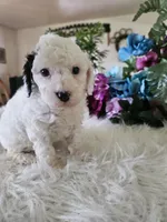 Oreo, a male Cavapoo for sale in Lancaster, MO – 10 of 10