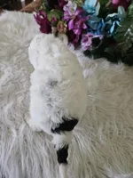 Oreo, a male Cavapoo for sale in Lancaster, MO – 4 of 10
