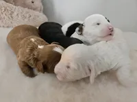 Sammy, a male Cavapoo and Poodle - Toy  for sale in Lancaster, MO – Photo 4 of 4