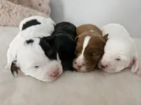 Sammy, a male Cavapoo and Poodle - Toy  for sale in Lancaster, MO – Photo 1 of 4