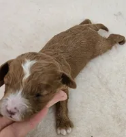 Sammy, a male Cavapoo and Poodle - Toy  for sale in Lancaster, MO – Photo 2 of 4