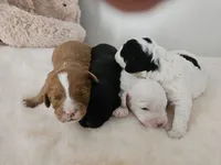 Sammy, a male Cavapoo and Poodle - Toy  for sale in Lancaster, MO – Photo 3 of 4