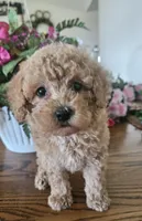 Bandy, a male Maltipoo for sale in Lancaster, MO – 2 of 6