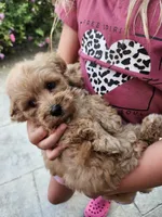Bandy, a male Maltipoo for sale in Lancaster, MO – 6 of 6