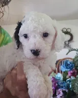 Oreo, a male Cavapoo for sale in Lancaster, MO – 8 of 10