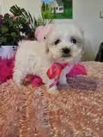 Fluffy, a female Maltese for sale in Lancaster, MO – Photo 6 of 8