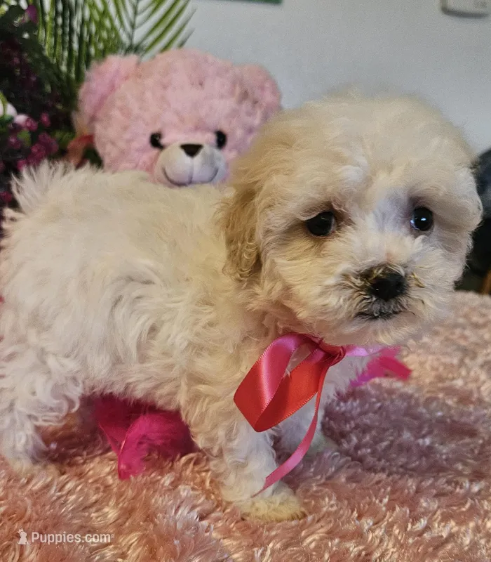 Fluffy, a female Maltese for sale in Lancaster, MO – Photo 1 of 8
