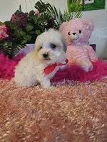 Fluffy, a female Maltese for sale in Lancaster, MO – Photo 5 of 8