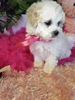 Fluffy, a female Maltese for sale in Lancaster, MO – Photo 8 of 8