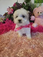 Fluffy, a female Maltese for sale in Lancaster, MO – Photo 2 of 8