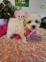 Fluffy, a female Maltese for sale in Lancaster, MO – Photo 4 of 8