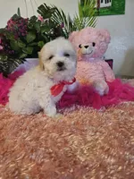 Fluffy, a female Maltese for sale in Lancaster, MO – Photo 3 of 8