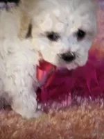 Fluffy, a female Maltese for sale in Lancaster, MO – Photo 7 of 8